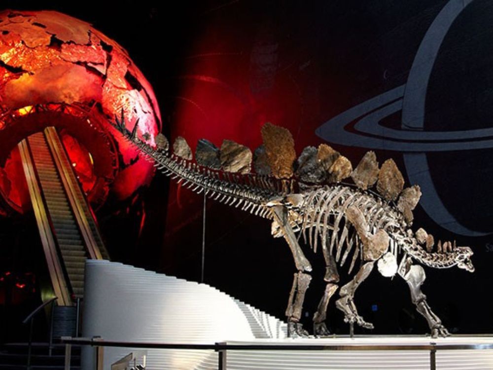 Stegosaurian Dinosaurs