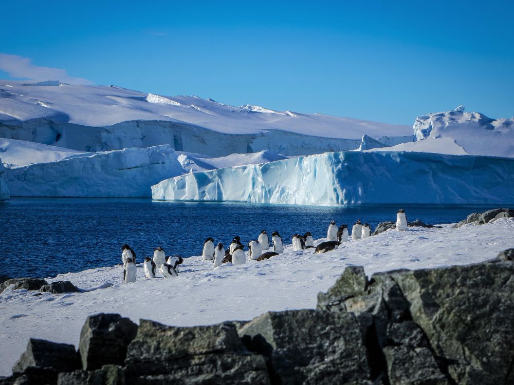 Tina 1000 x 750px History of the Antarctic event